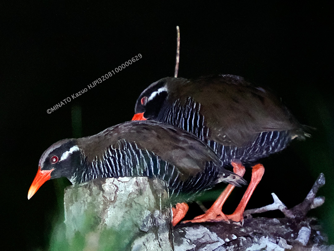 ヤンバルクイナ