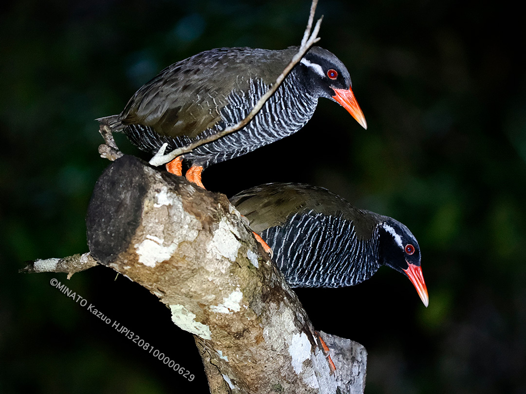 ヤンバルクイナ