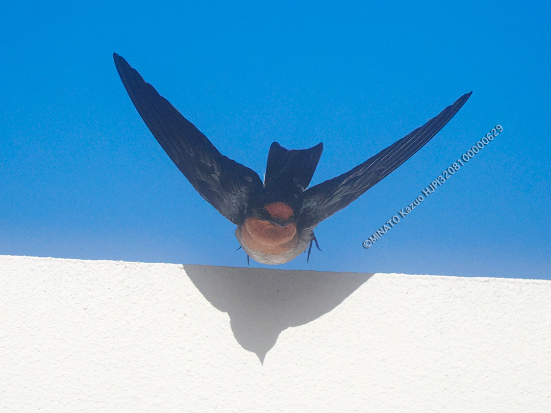 リュウキュウツバメ