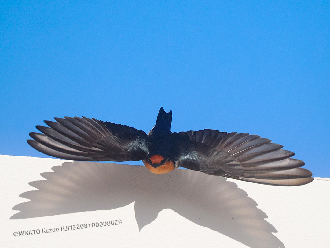 リュウキュウツバメ