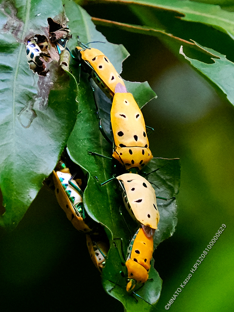 アカギカメムシ