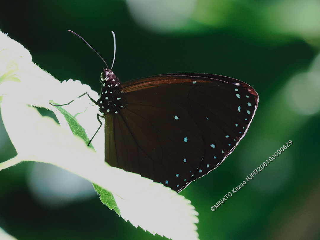 マルバネルリマダラ