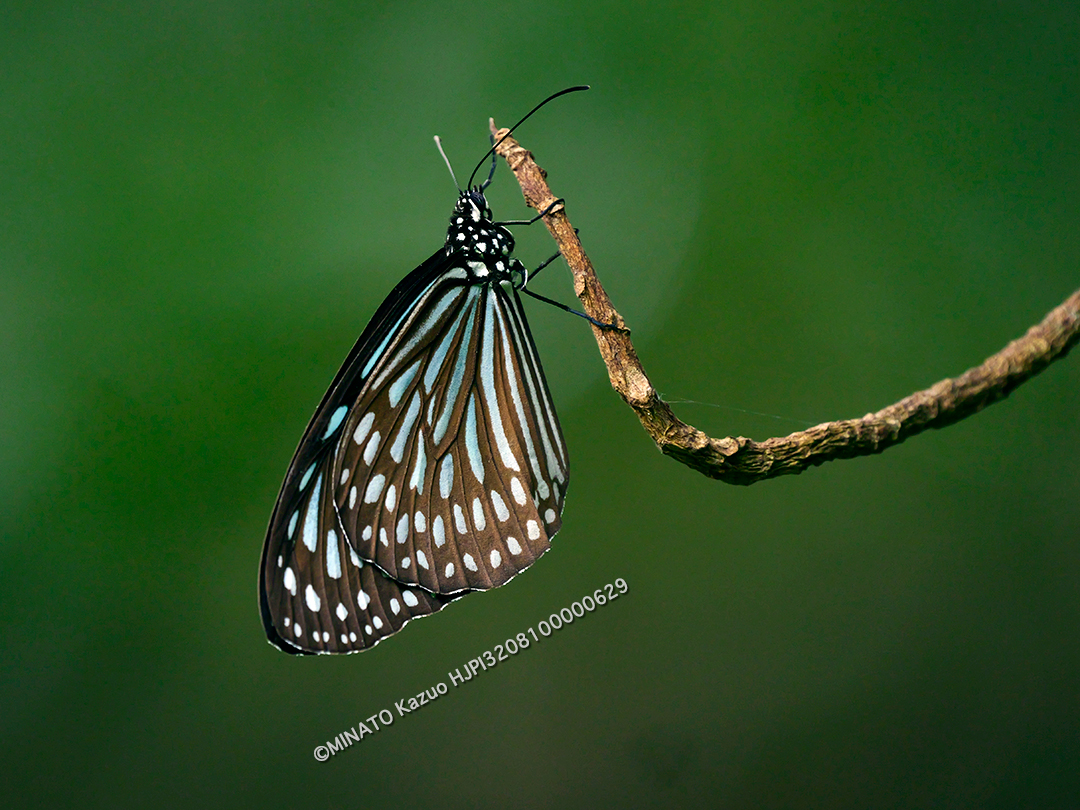 リュウキュウあさギマダラ