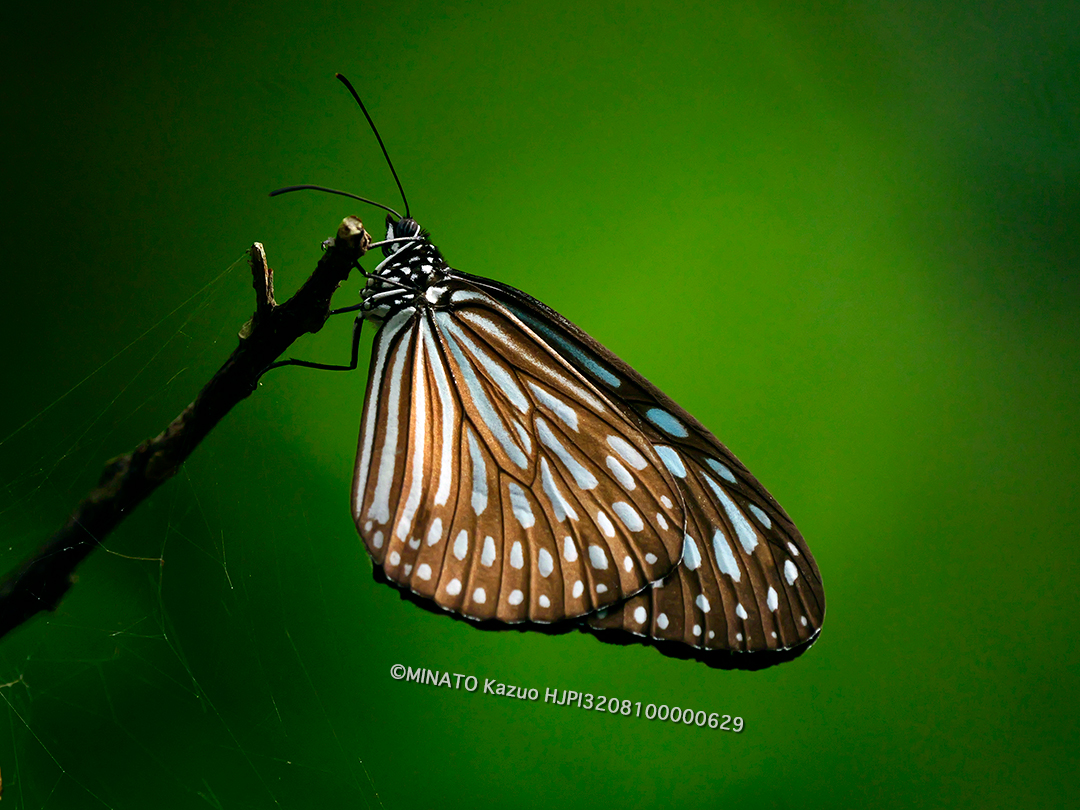 リュウキュウアサギマダラ