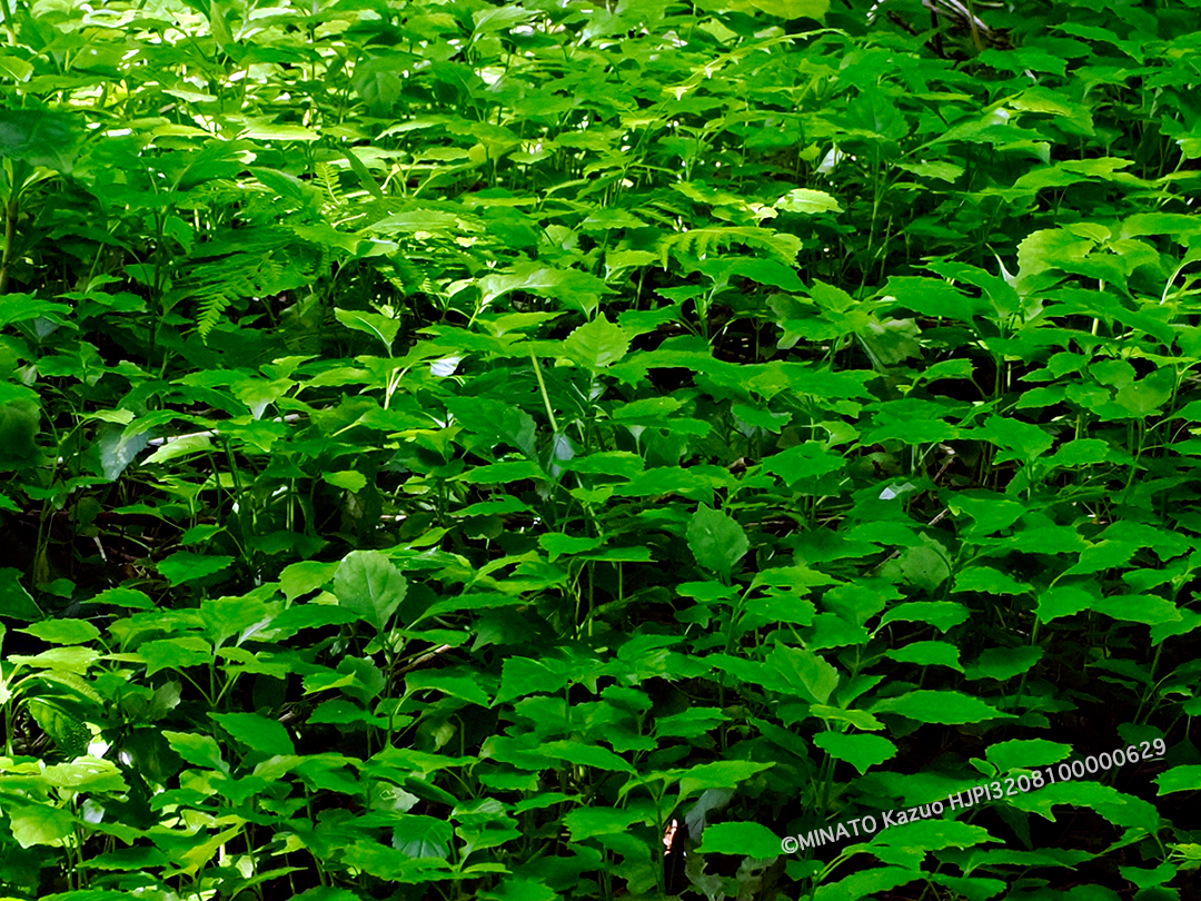 セイタカスズムシソウ