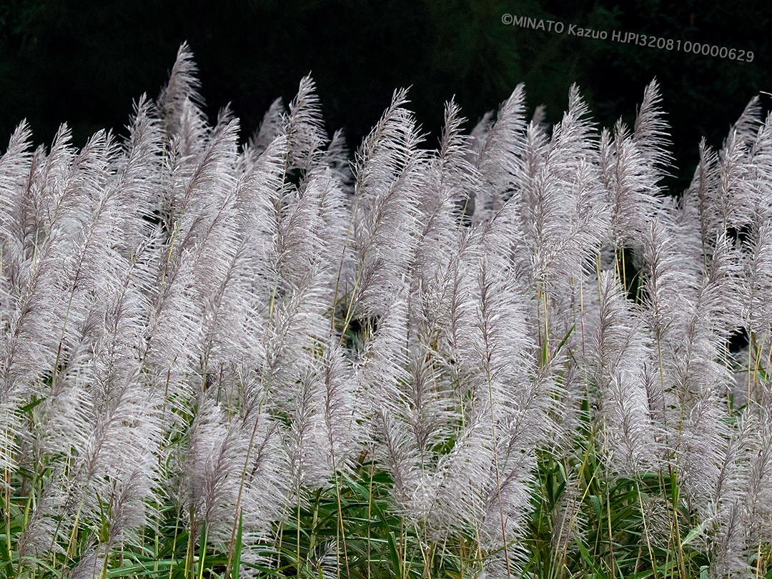 サトウキビ花穂