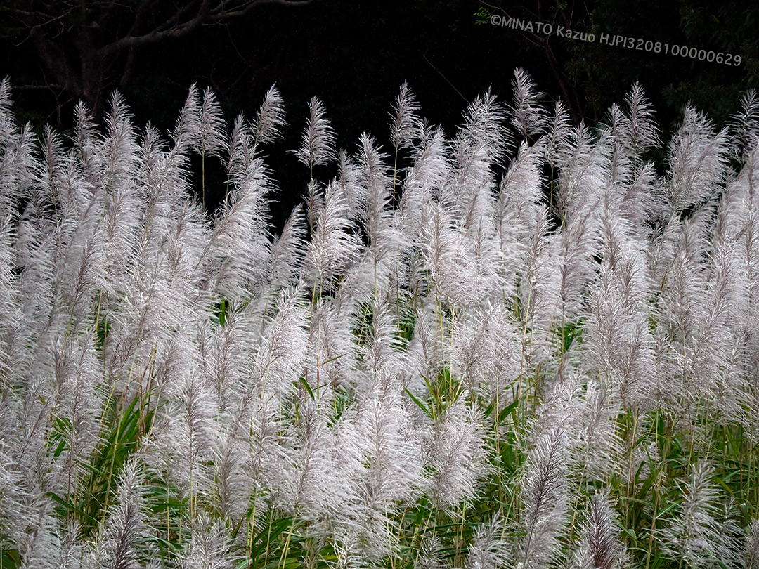 サトウキビ花穂（深度合成撮影）