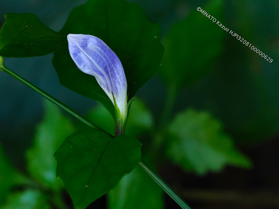 セイタカスズムシソウ蕾