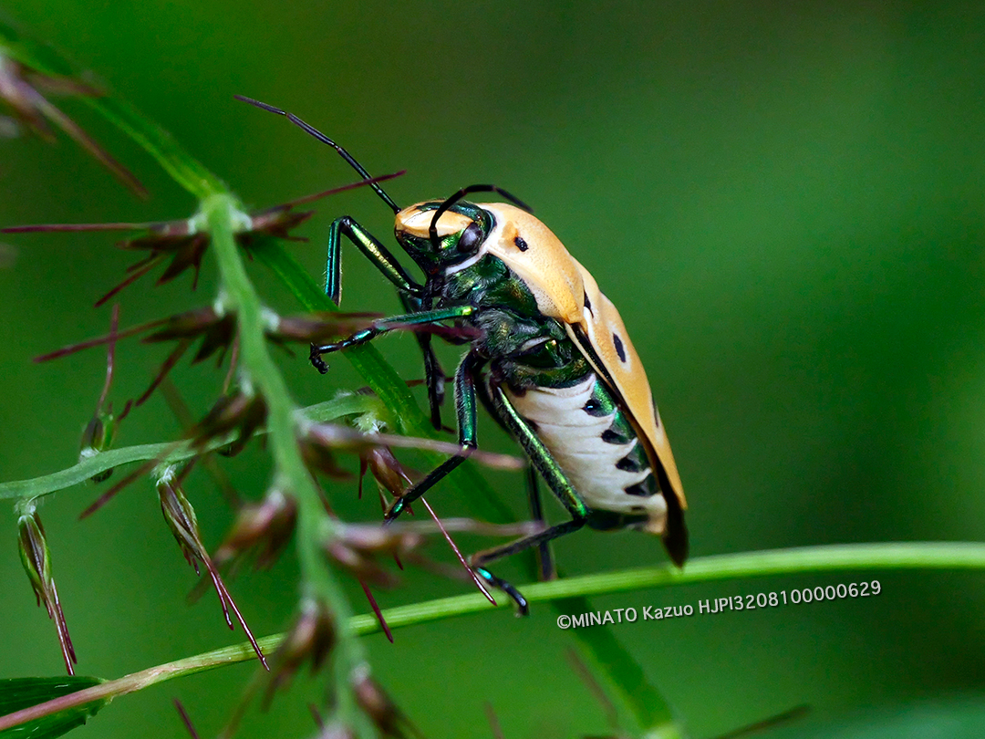 アカギカメムシ