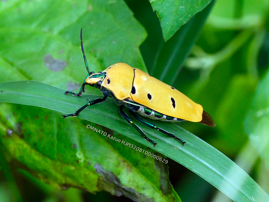 アカギカメムシ