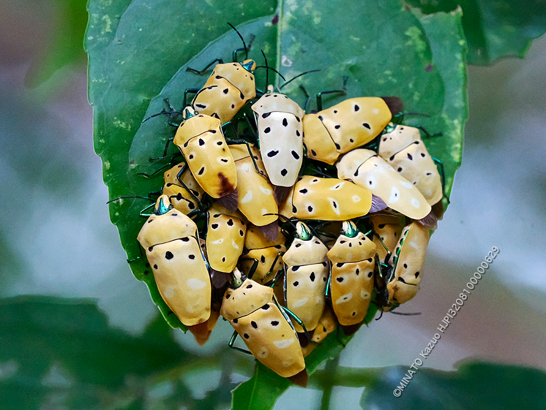 アカギカメムシ