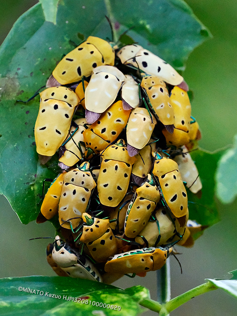 アカギカメムシ