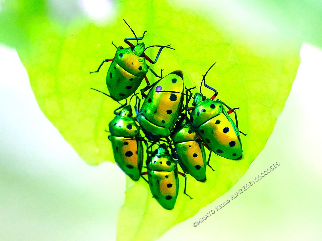 ナナホシキンカメムシ