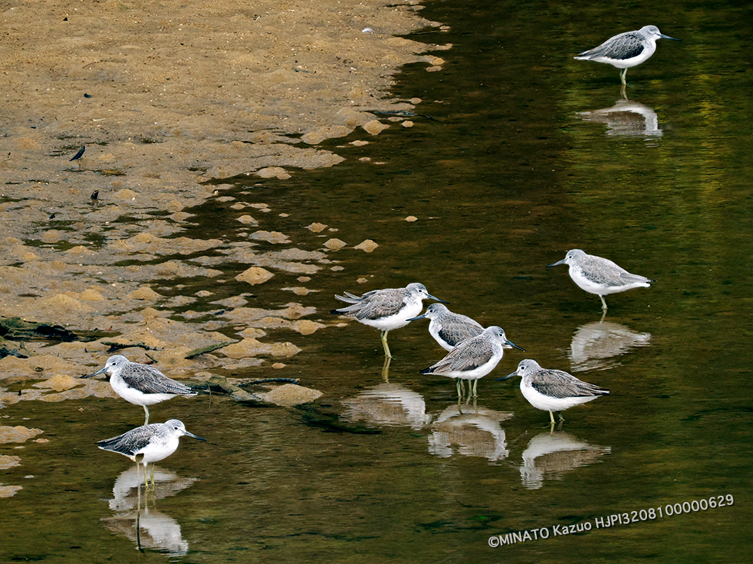 アオアシシギ（深度合成撮影）
