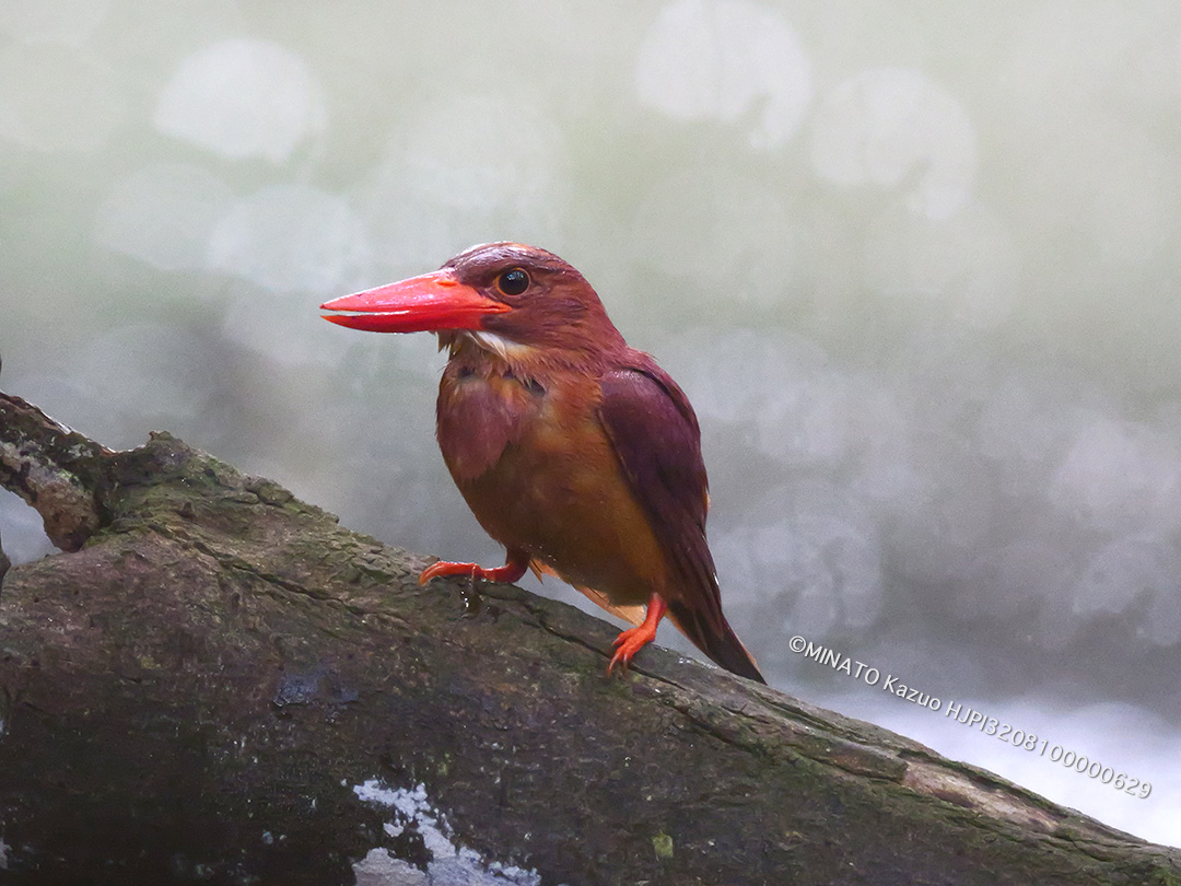 リュウキュウアカショウビンのダイブ