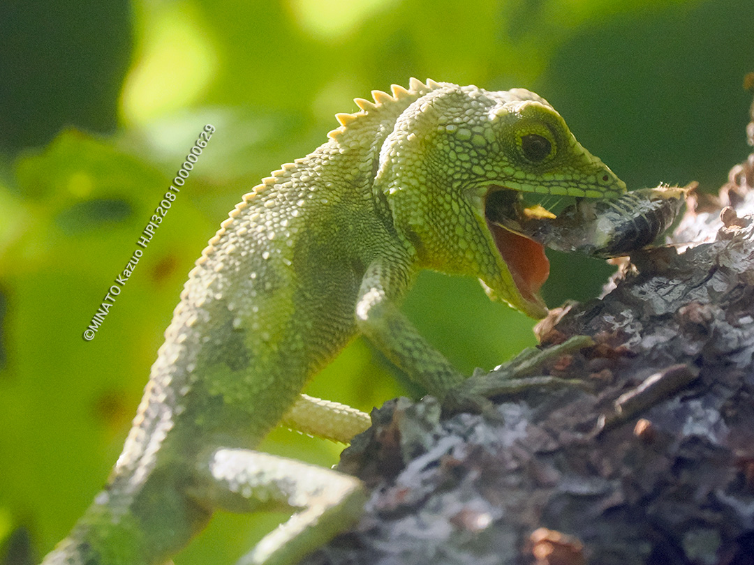 オキナワキノボリトカゲ捕食