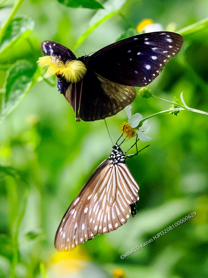 ツマムラサキマダラ求愛