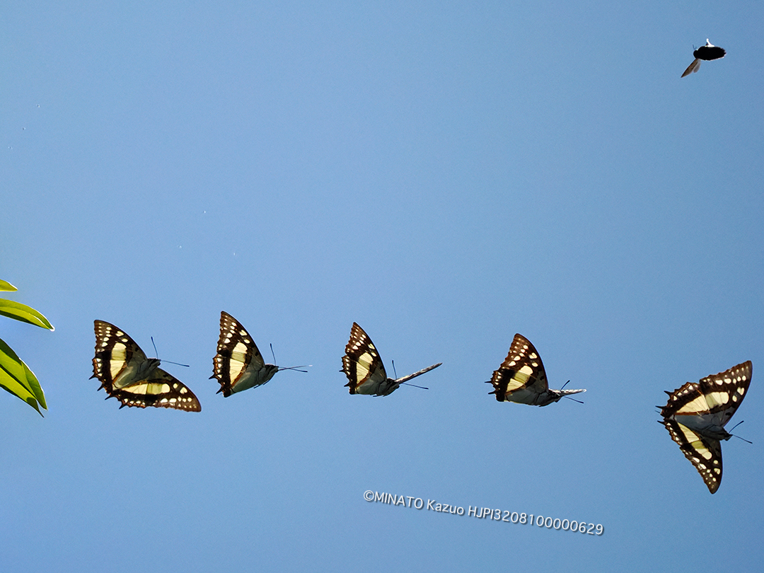 フタオチョウ飛翔