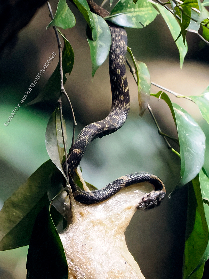 ガラスヒバァ捕食行動
