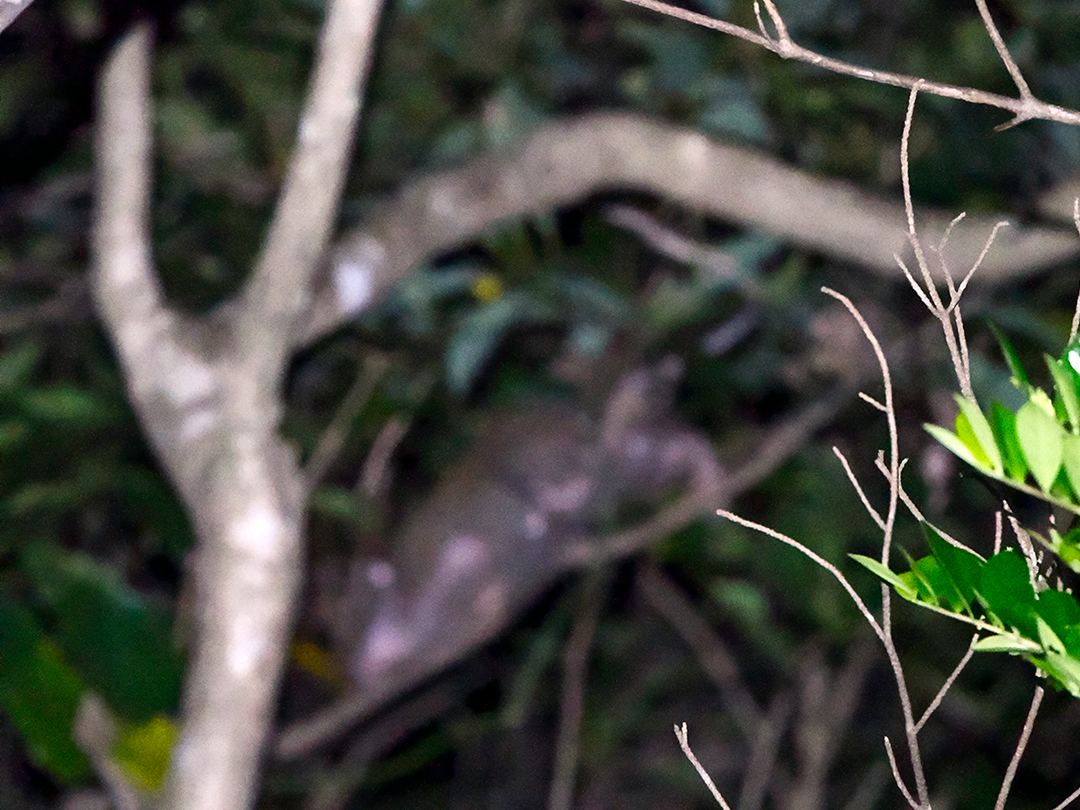 ケナガネズミ遭遇