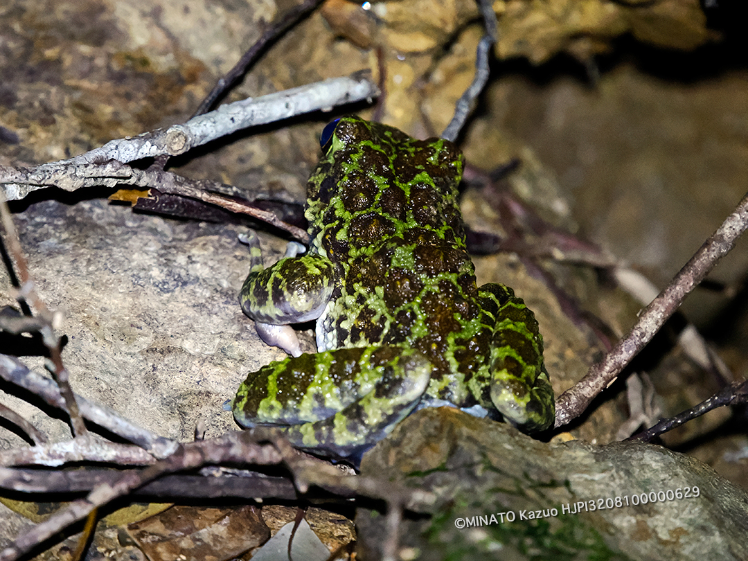 オキナワイシカワガエル