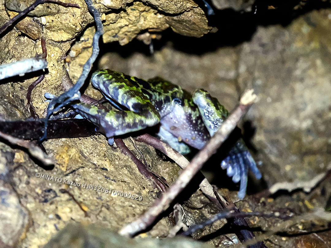 オキナワイシカワガエル