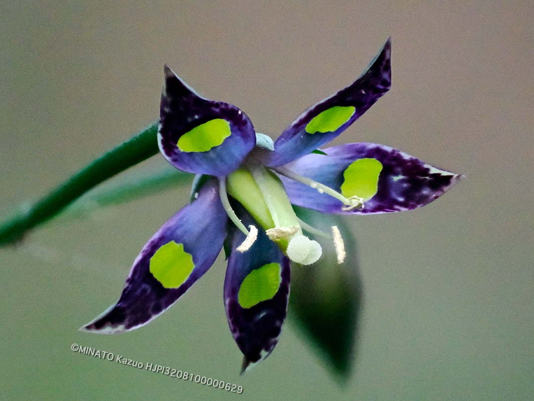 ヘツカリンドウ