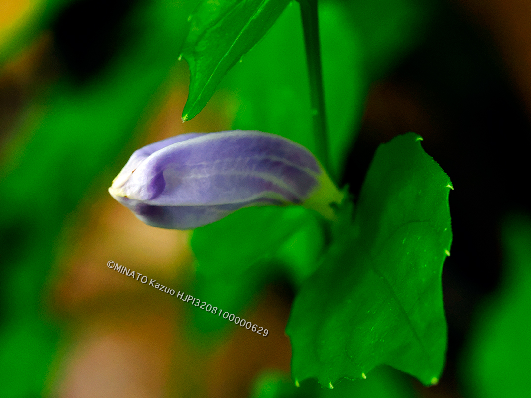 セイタカスズムシソウ蕾