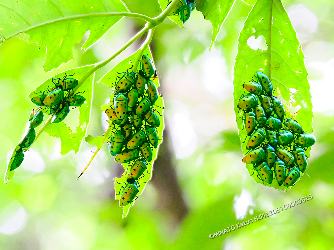 ナナホシキンカメムシ