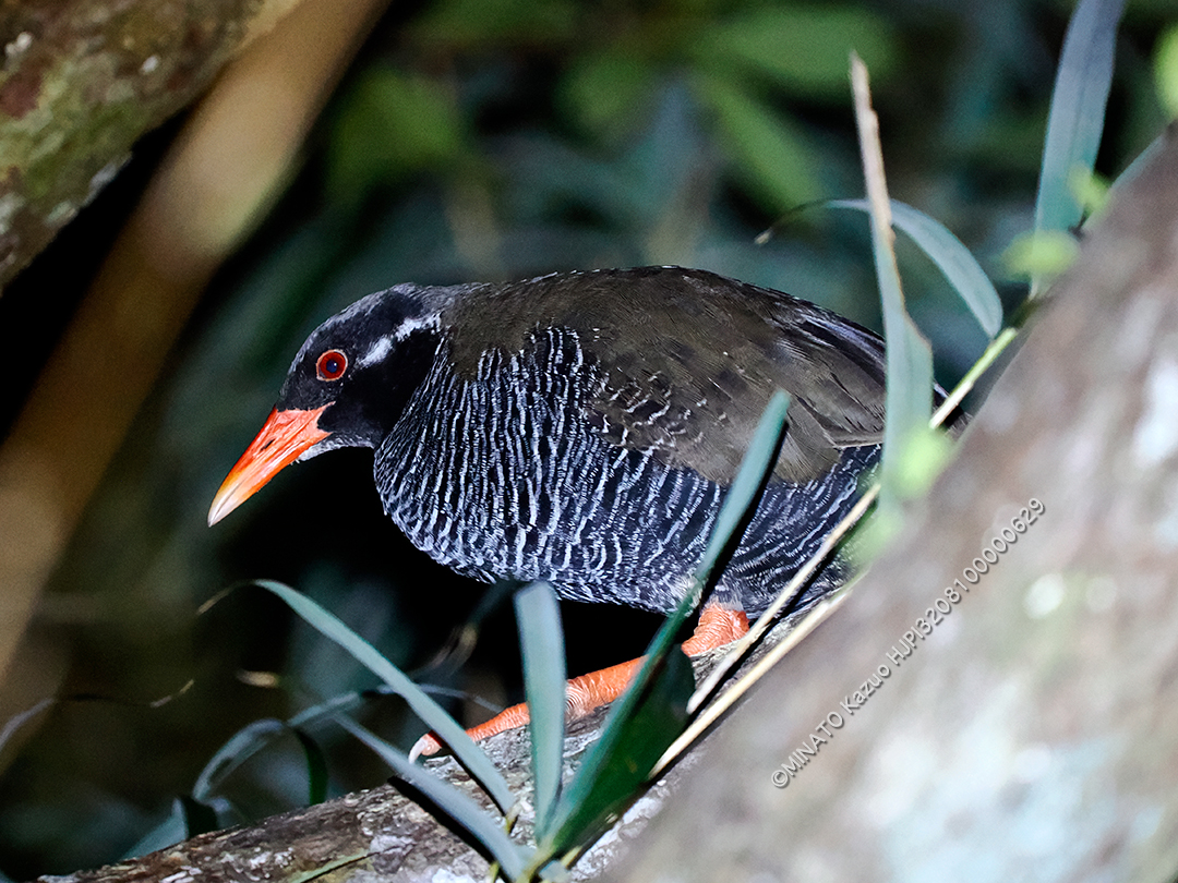 ヤンバルクイナ