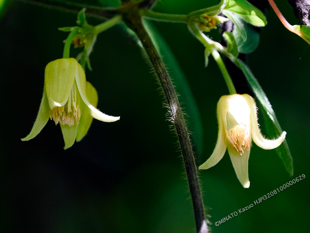 ビロードボタンヅル