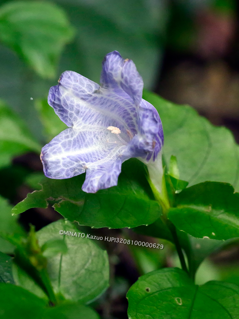 セイタカスズムシソウ