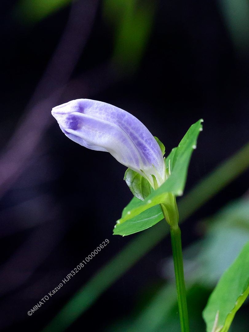 セイタカスズムシソウ