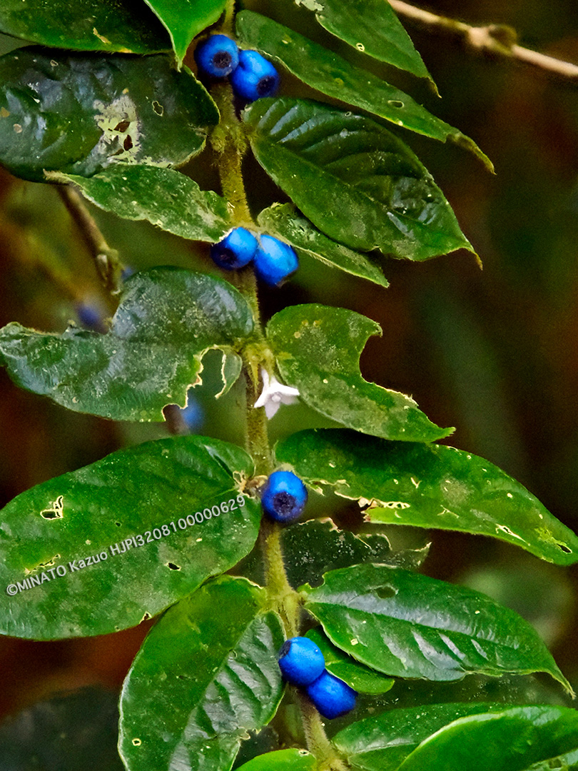 マルバルリミノキ