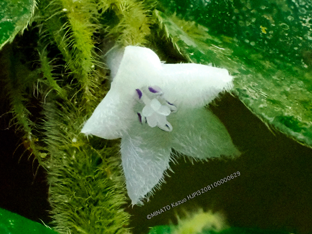 マルバルリミノキ