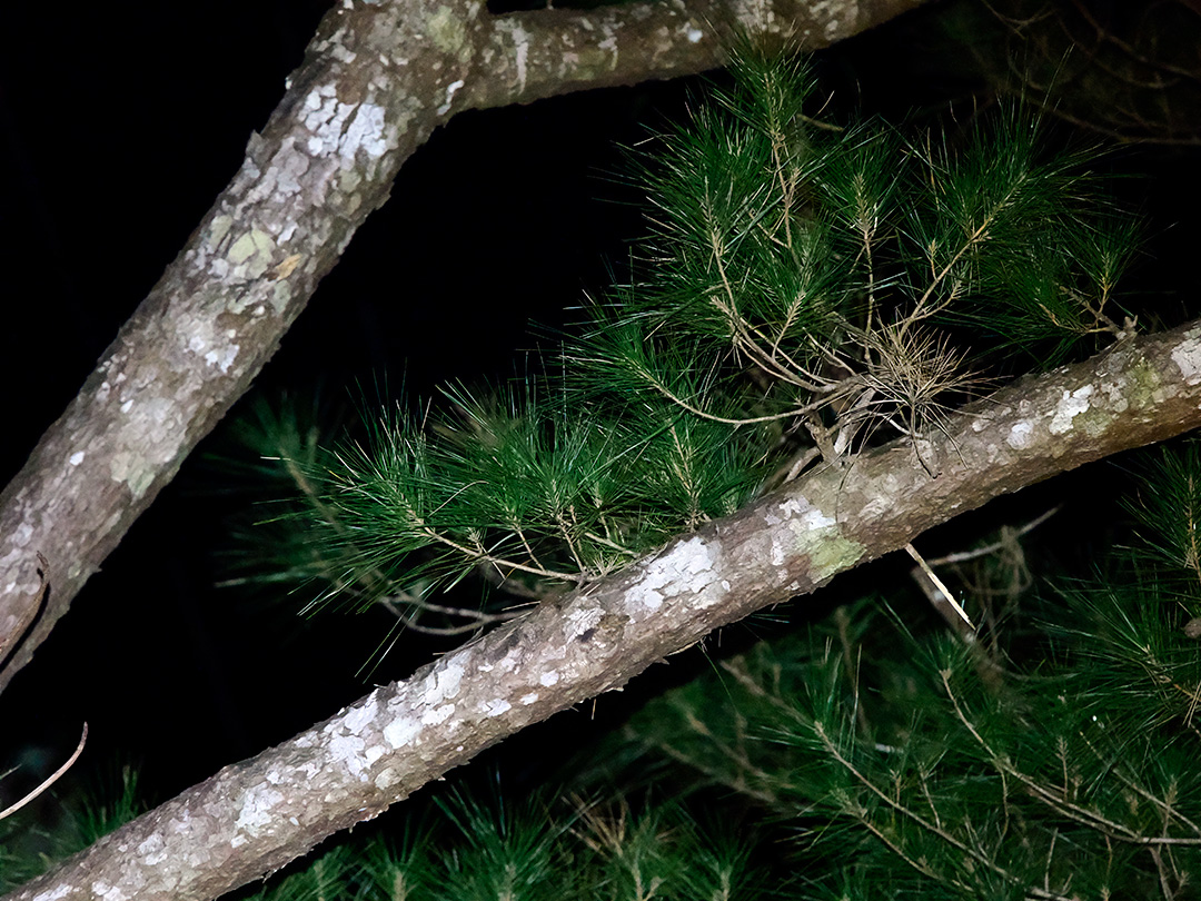 ケナガネズミ目撃