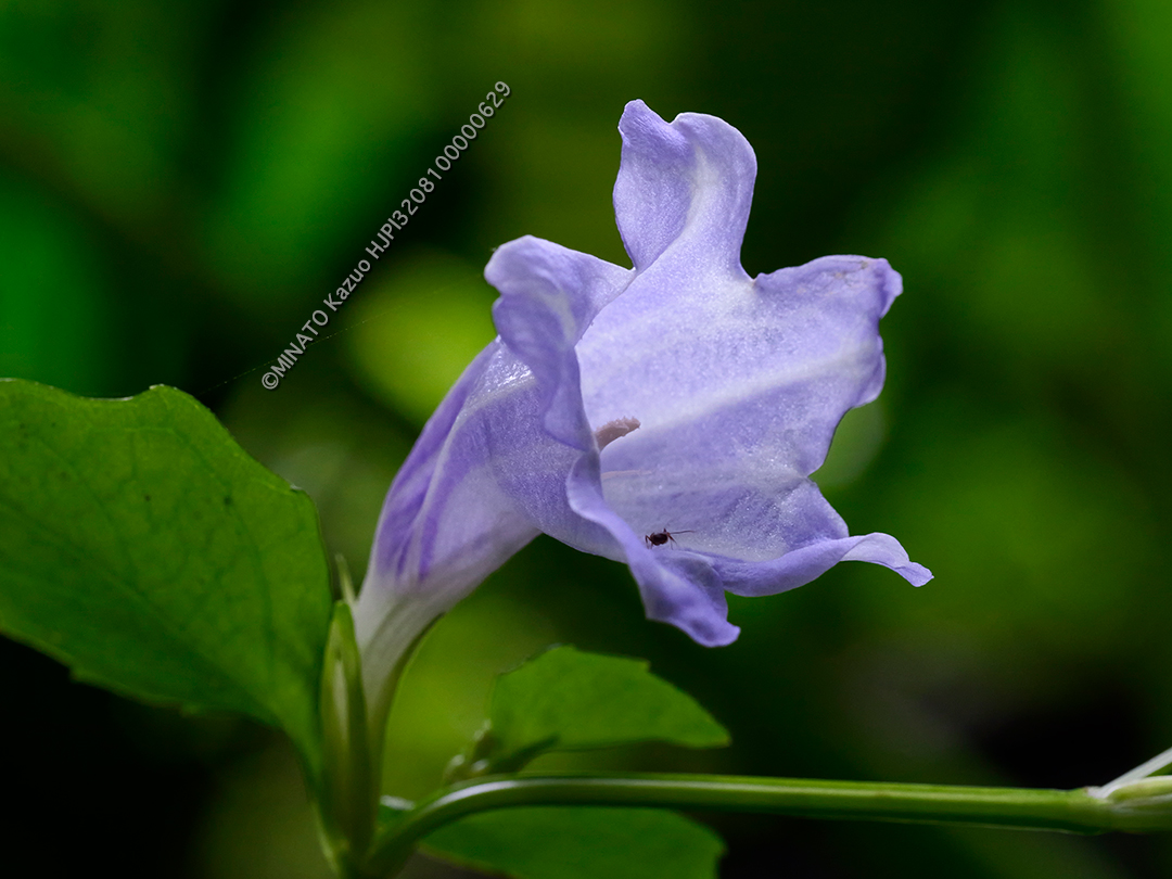 セイタカスズムシソウ