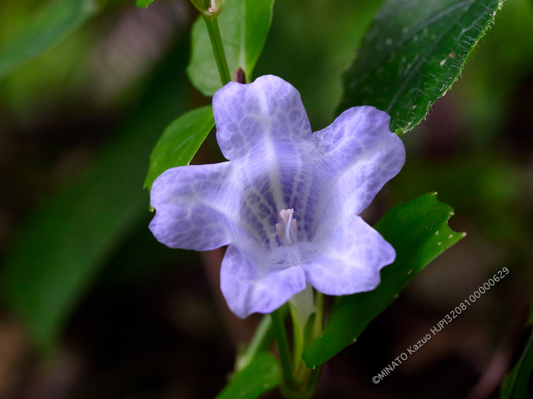 セイタカスズムシソウ