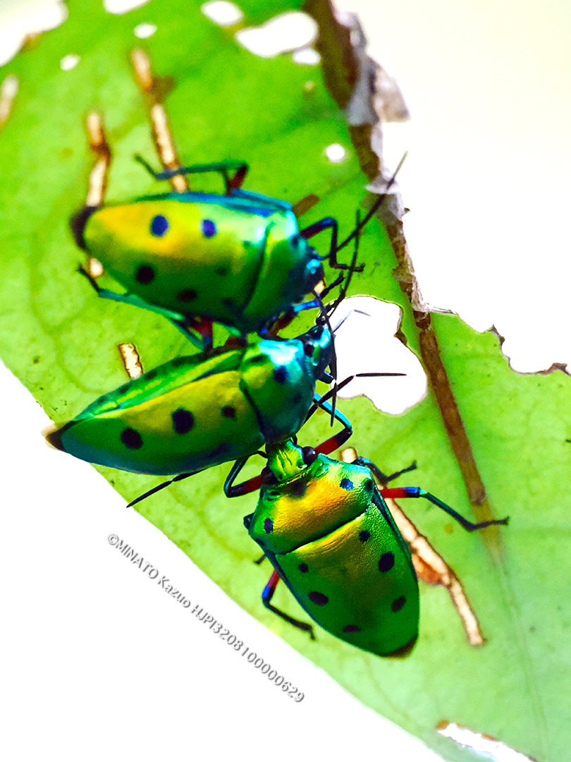 ナナホシキンカメムシ