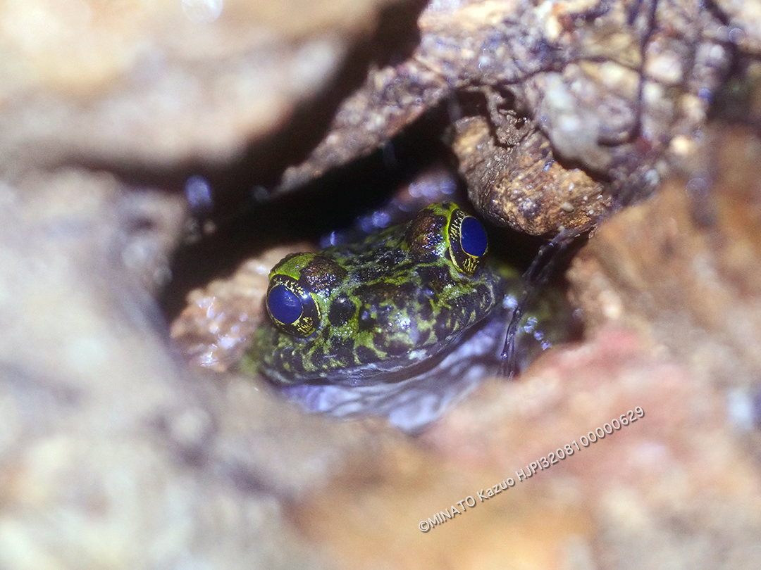 オキナワイシカワガエル