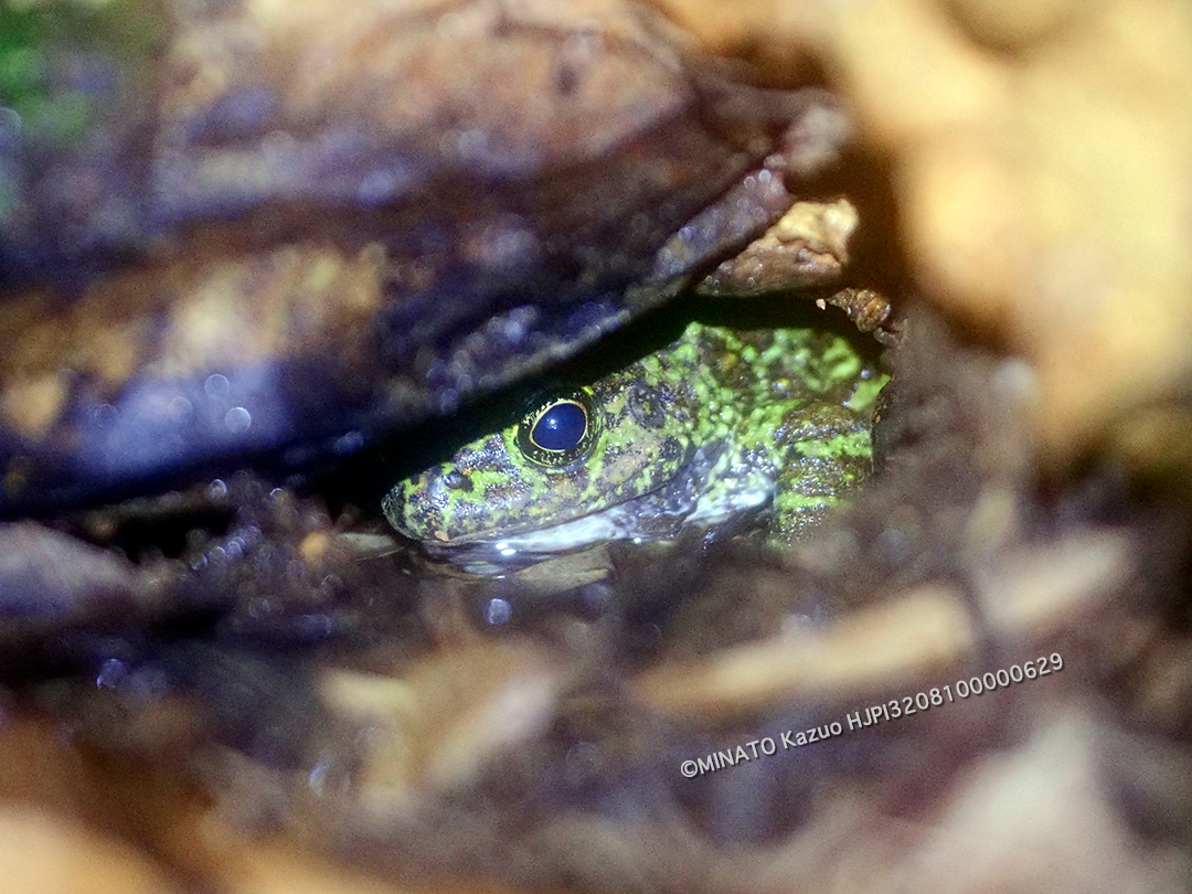 オキナワイシカワガエル