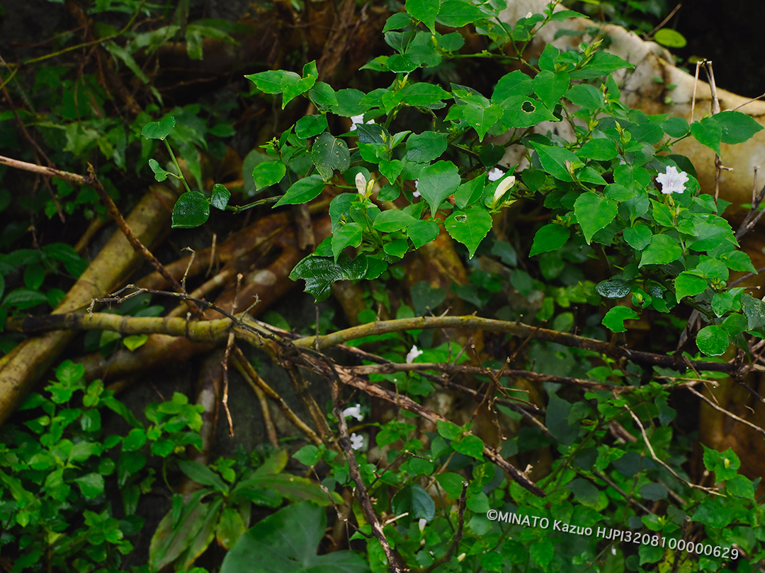 セイタカスズムシソウ