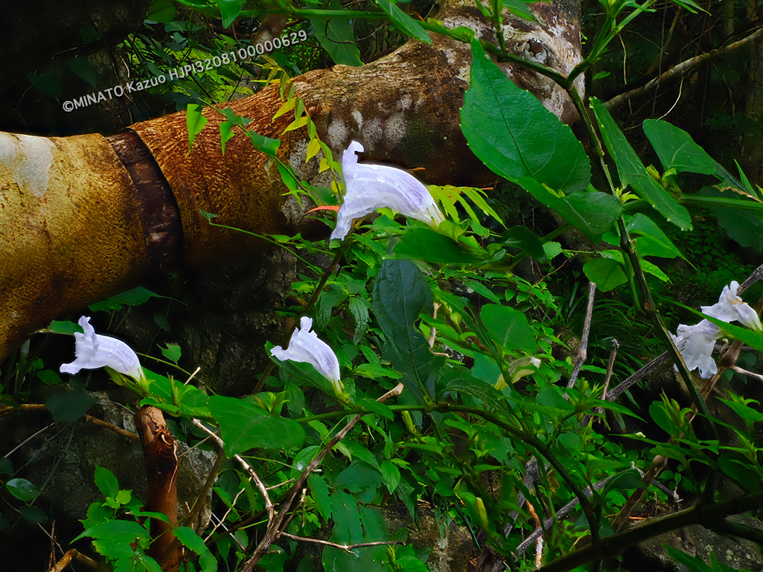 セイタカスズムシソウ