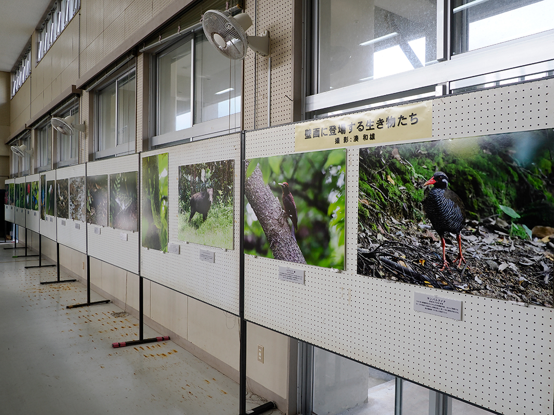 やんばる生物写真パネル
