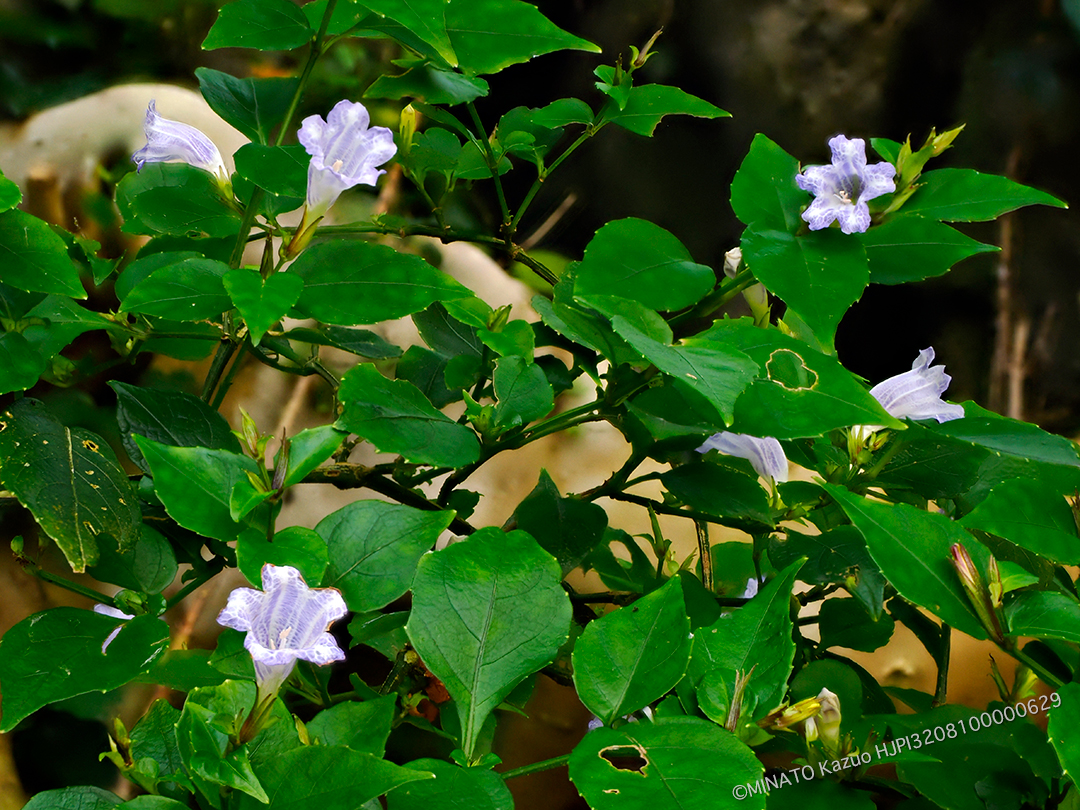 セイタカスズムシソウ