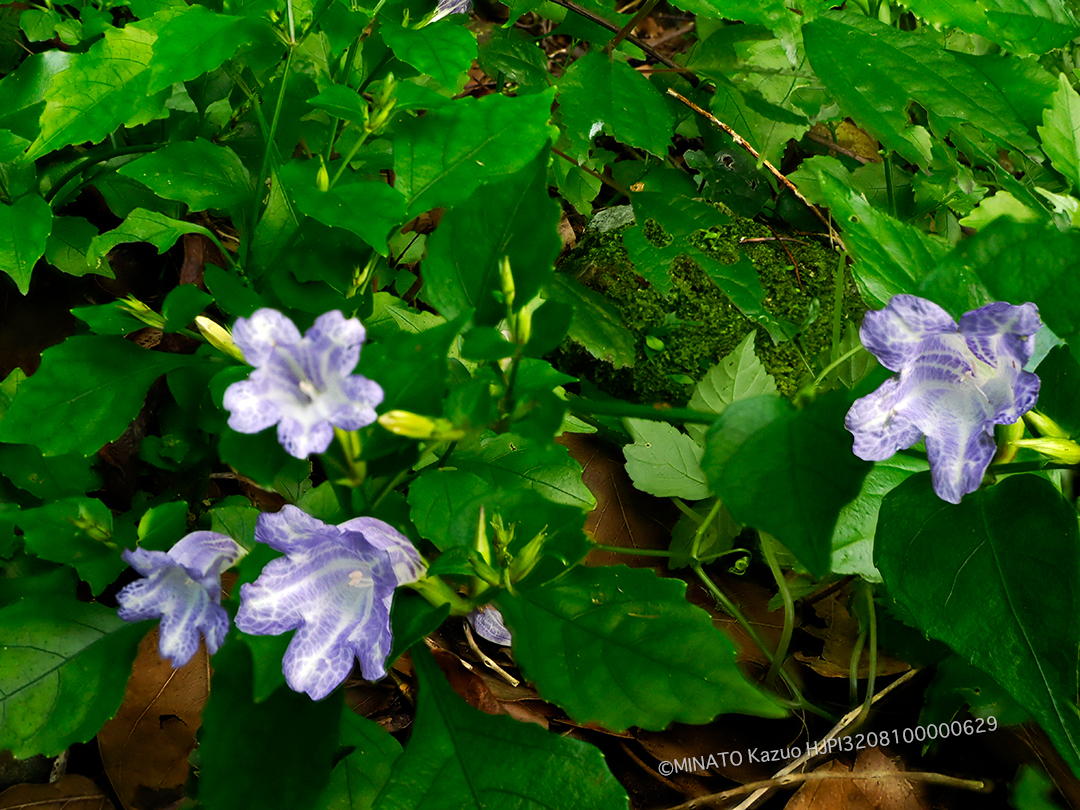 セイタカスズムシソウ