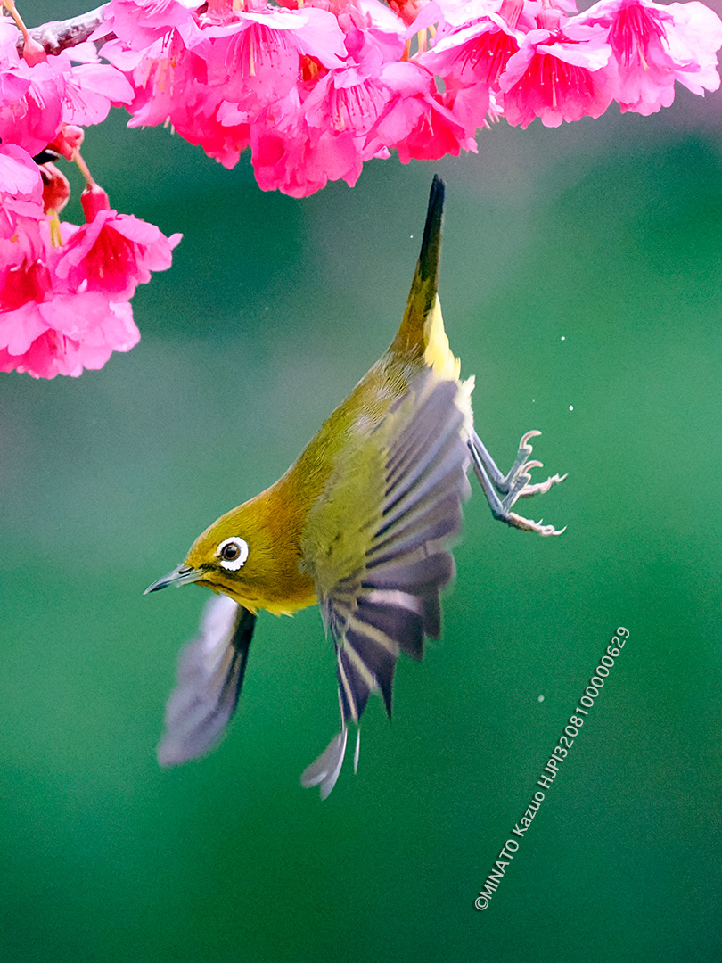 リュウキュウメジロ