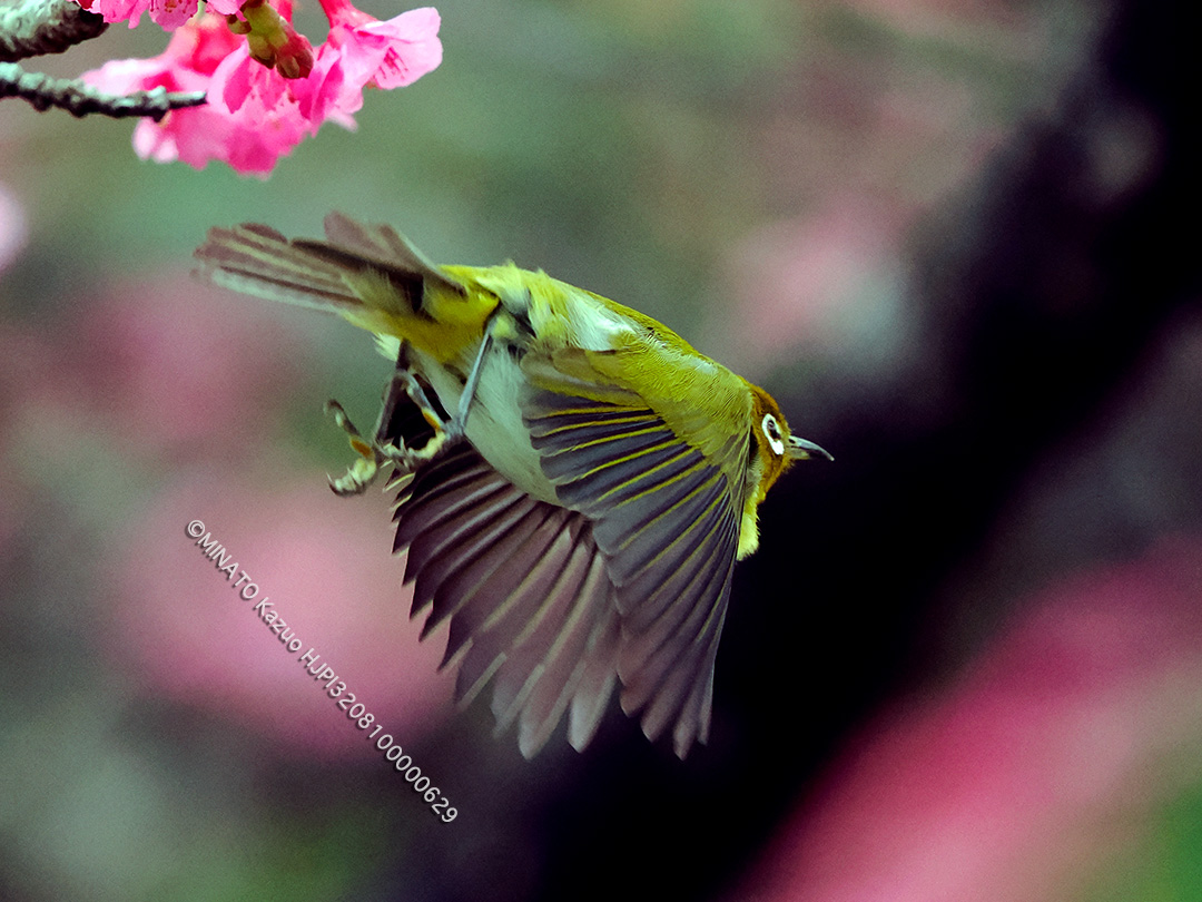 リュウキュウメジロ