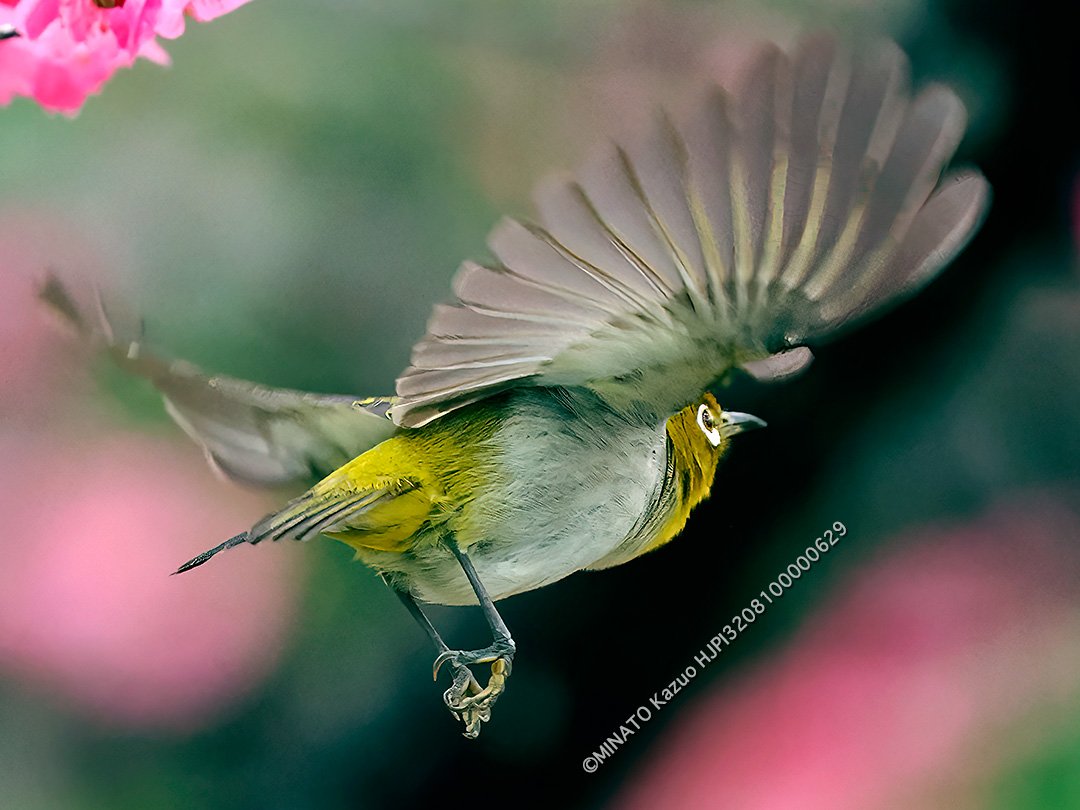 リュウキュウメジロ