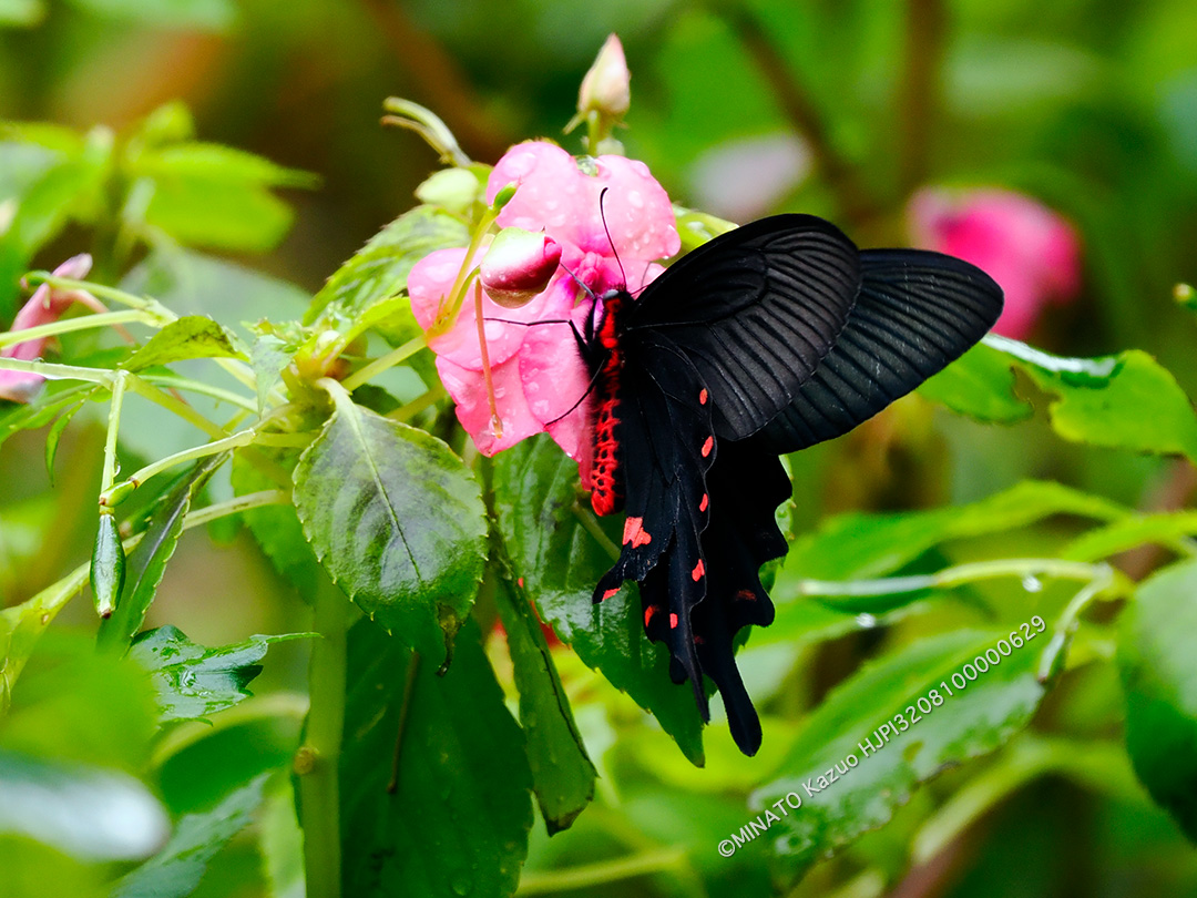 ジャコウアゲハ